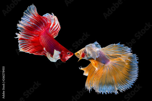 The moving beautiful of yellow and red half moon siamese betta fish or dumbo betta splendens fighting fish in thailand on black background for love Valentine’s day Thailand called Pla-kad or big ear.
