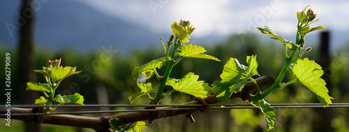 Vine branch with blossoms ine early spring in vineyard banner size photo