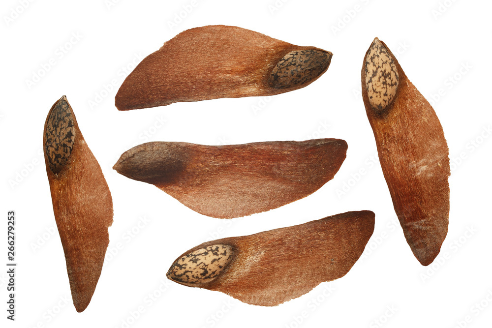 Pine seeds macro isolated on white background Pine seeds macro isolated on white background