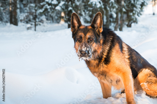 Dog German Shepherd in a winter day © keleny