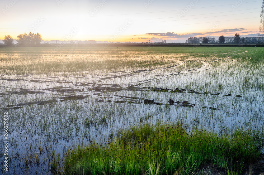Sunrise over a paddy field. Color image
