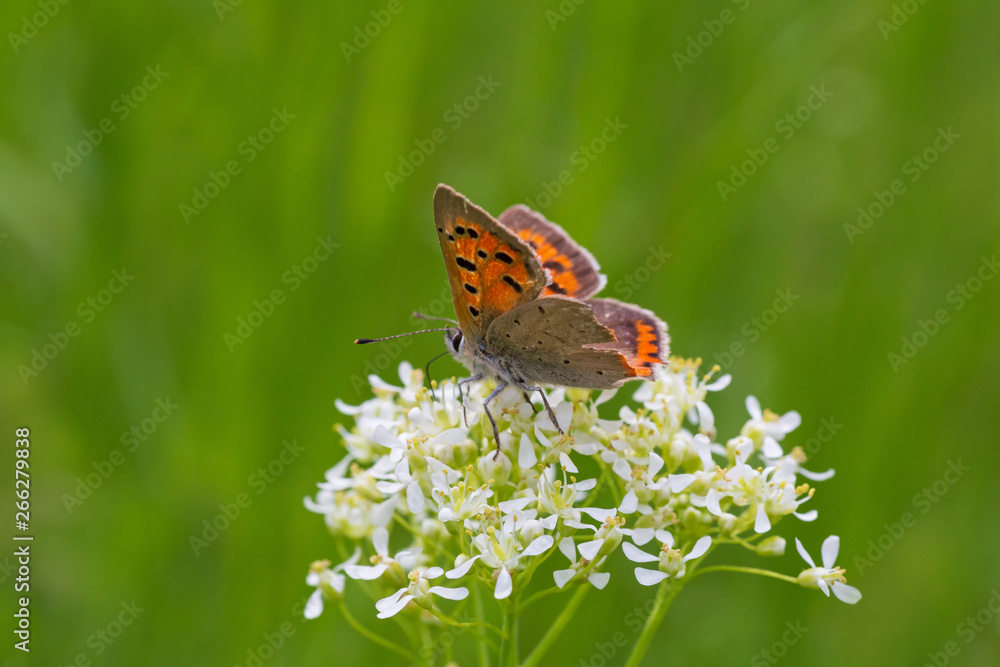 small brown butterfly sitting on white flower in green grass small brown butterfly sitting on white flower in green grass