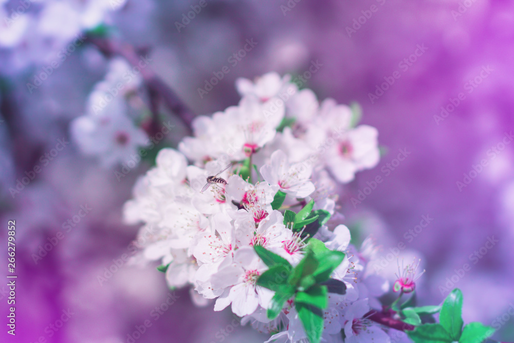 Abstract floral background. Delicate spring flowers in pastel colors. Banner background with copy space. Abstract floral background. Delicate spring flowers in pastel colors. Banner background with copy space.