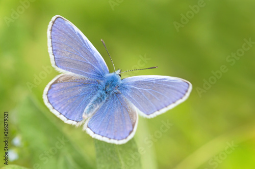 close up of blue butterfly sitting on blade of grass