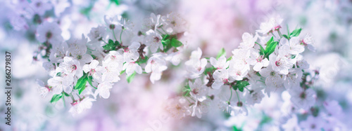 Abstract floral background. Delicate spring flowers in pastel colors. Banner background with copy space.