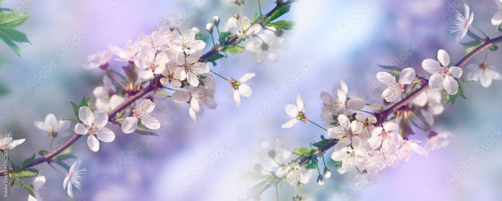 Abstract floral background. Delicate spring flowers in pastel colors. Banner background with copy space.