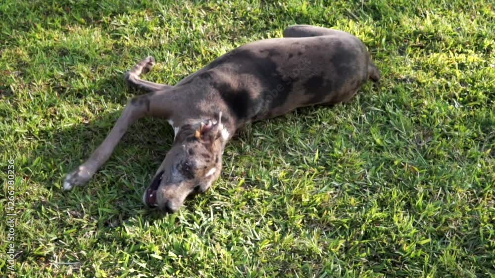 Catahoula leopard dog rolling in grass, slow motion. Catahoula leopard dog rolling in grass, slow motion.
