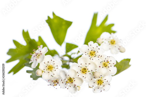 healing plants: Hawthorn (Crataegus monogyna) branch with flowers and leafs on a white background