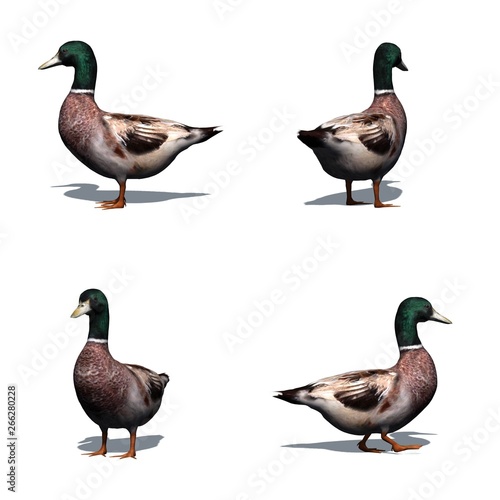 Set of duck male with shadow on the floor - isolated on white background