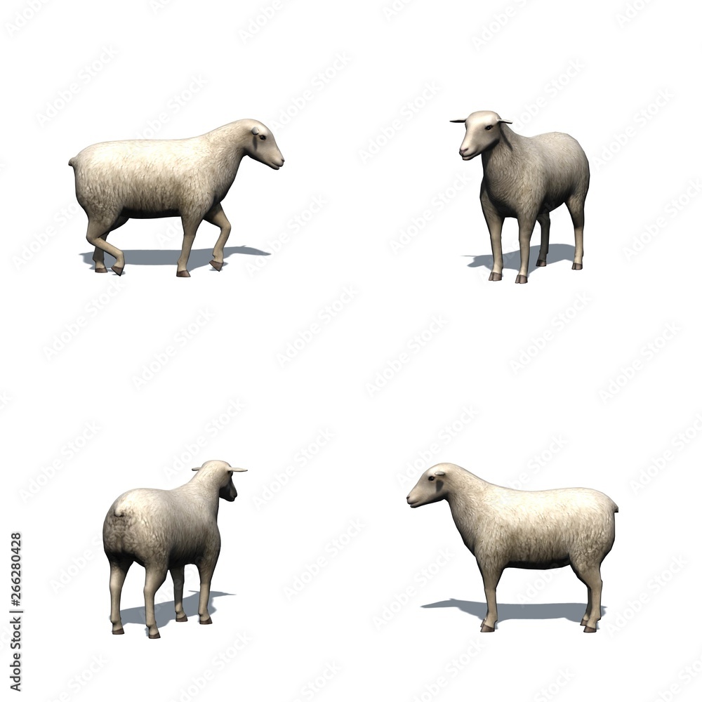 Fototapeta premium Set of sheep with shadow on the floor - isolated on white background