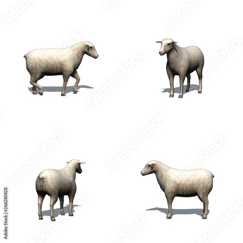 Set of sheep with shadow on the floor - isolated on white background