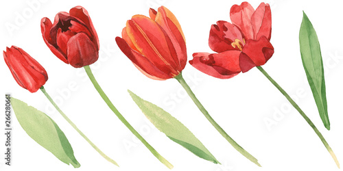 Red tulip floral botanical flowers. Watercolor background illustration set. Isolated tulips illustration element.