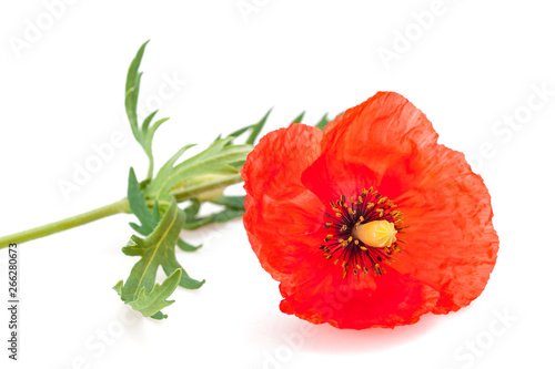 Red poppy