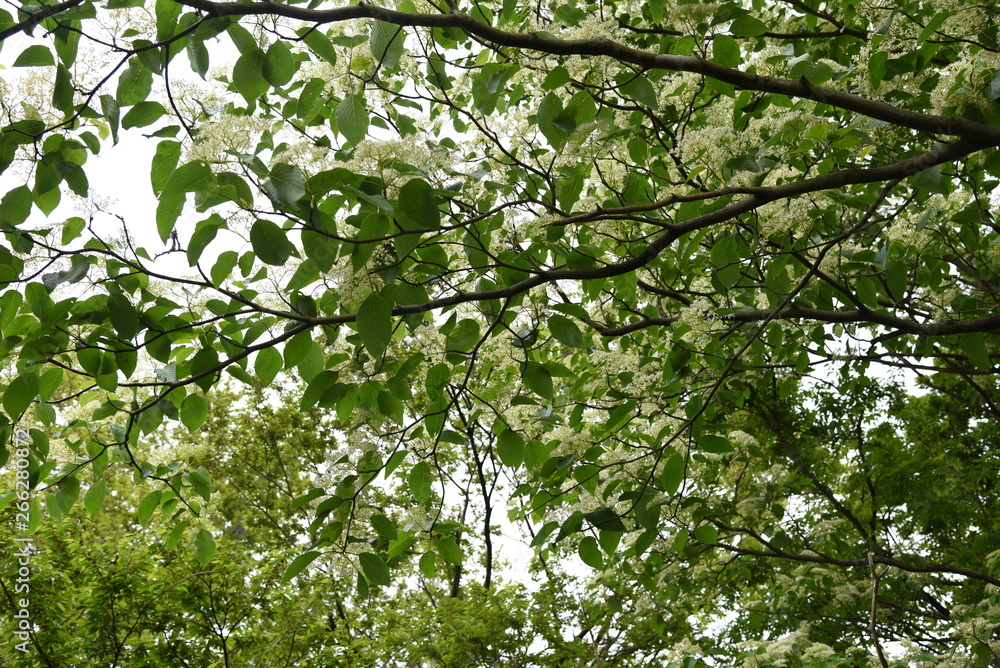 Obraz premium Cornus controversa blossoms in full bloom