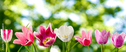 image of tulips in the garden on a green background