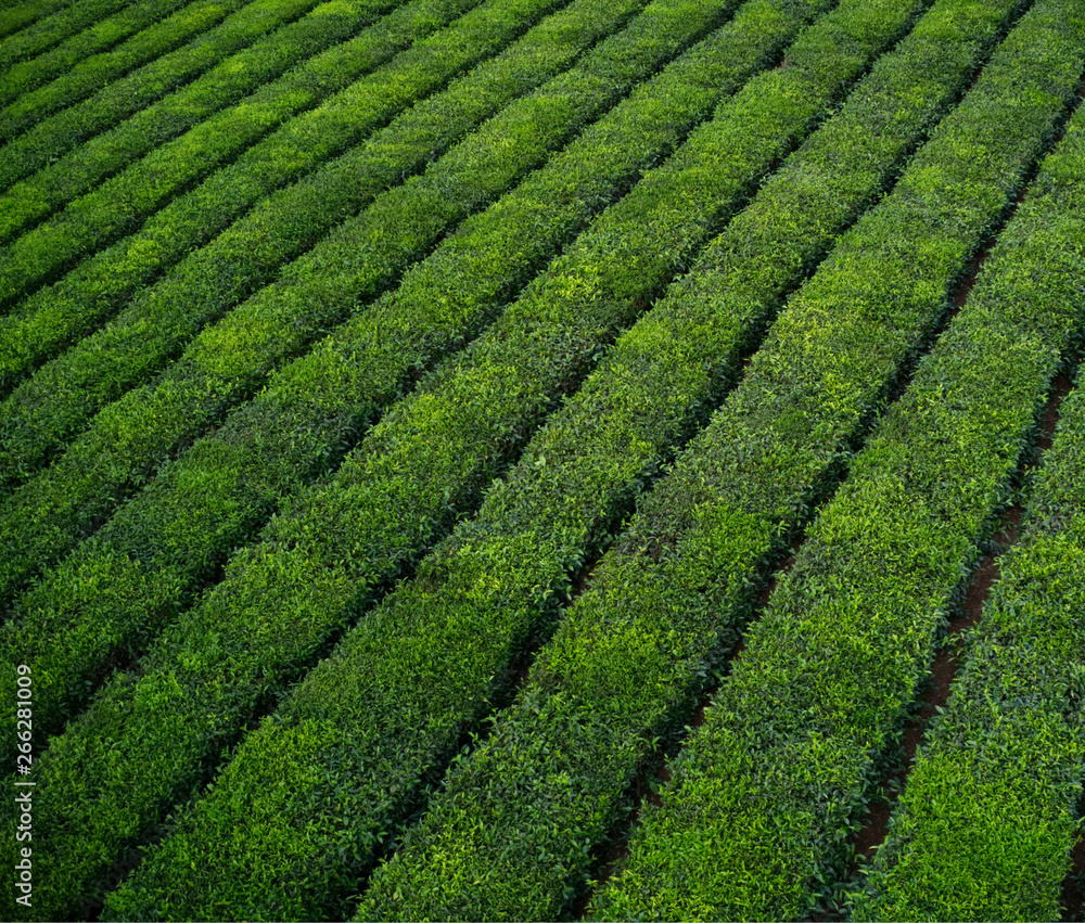 Tea growing in Mauritius
