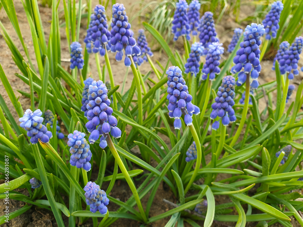 Small blue Muscari flowers on a background of green grass. Small blue Muscari flowers on a background of green grass.