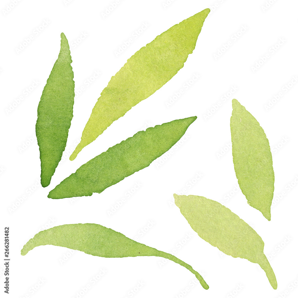 Obraz premium Olive green leaves isolated. Watercolor background illustration set. Isolated olive illustration element.