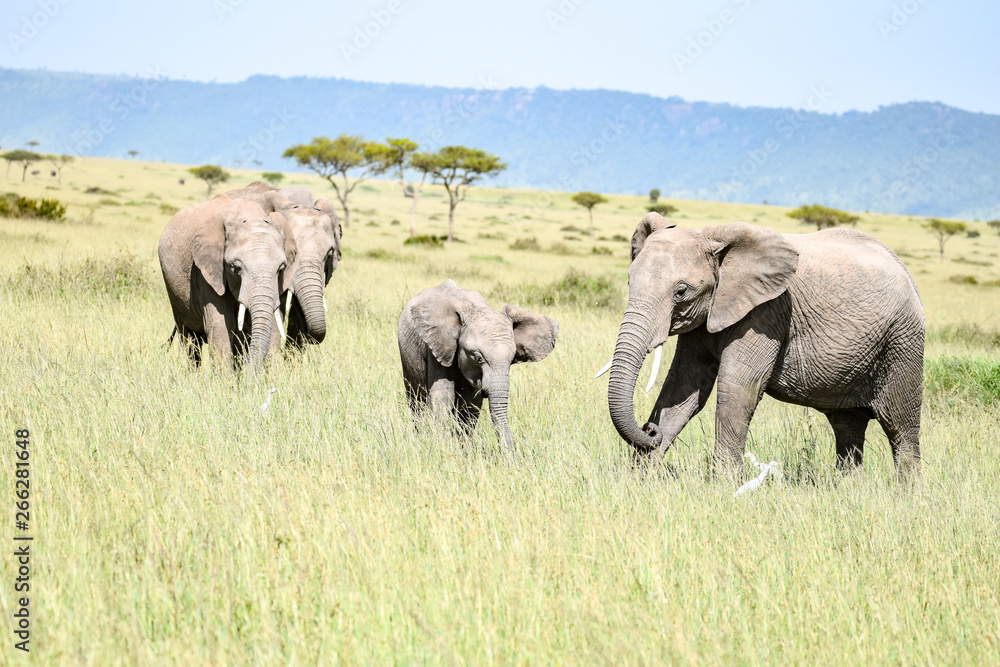 Wildlife ellefant Wildlife ellefant