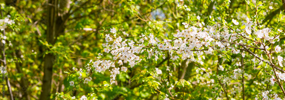 Fototapeta premium A branch of blossoming cherry and a beautiful green bright background - spring, summer background