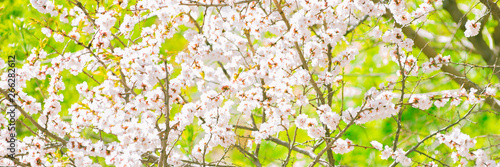 A branch of blossoming cherry and a beautiful green bright background - spring, summer background