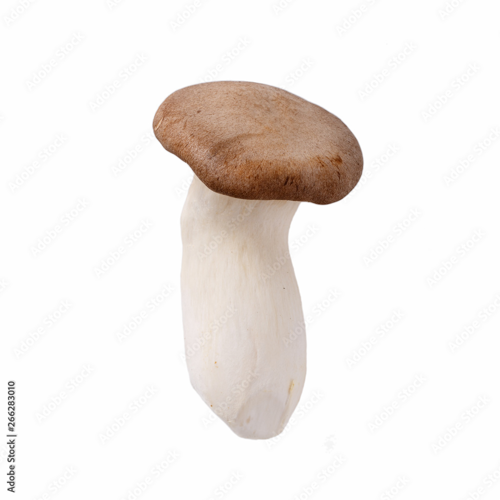 Pleurotus eryngii, king oyster mushroom, king trumpets. Fresh raw edible mushroom isolated on white. Pleurotus eryngii, king oyster mushroom, king trumpets. Fresh raw edible mushroom isolated on white.