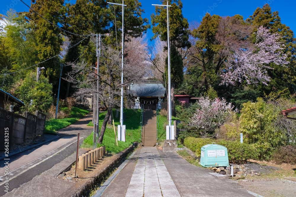 多摩市 熊野神社 春