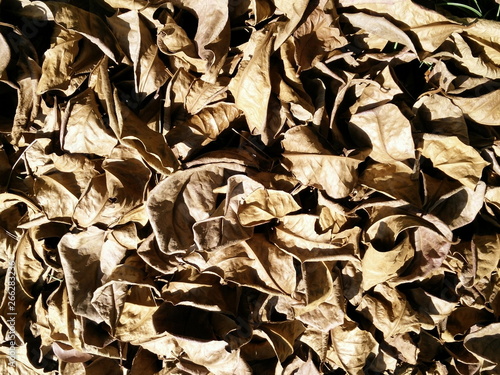 Dry malabar leaves brown background