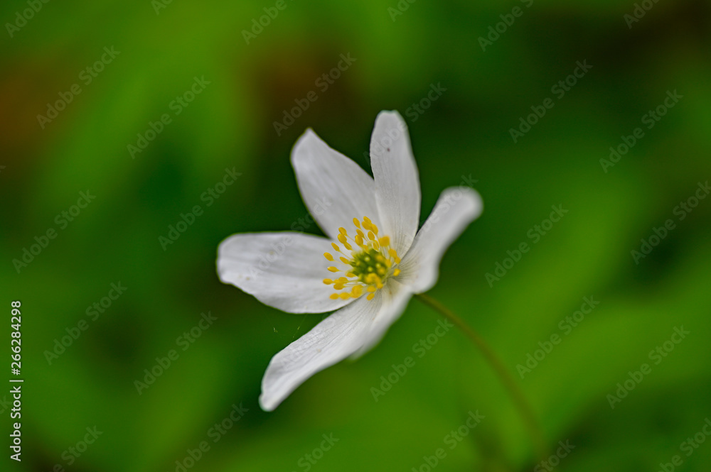 wood anemone flower alone with green background wood anemone flower alone with green background