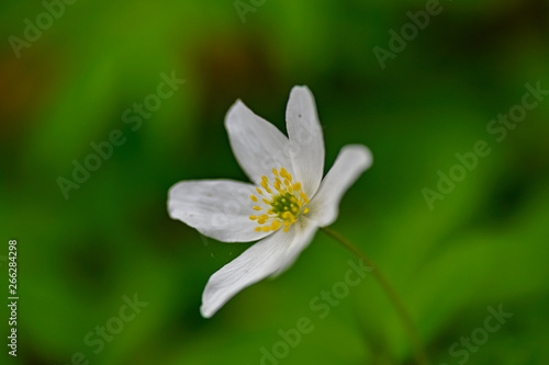 wood anemone flower alone with green background