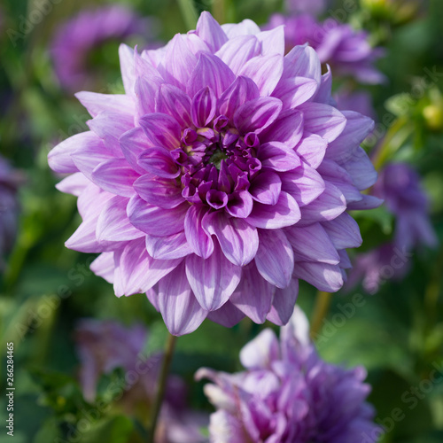 Flower of Purple dahlia close-up
