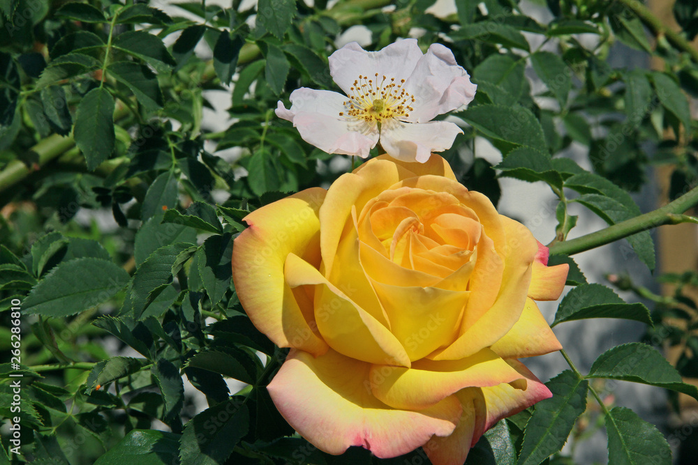Edelrose Gloria dei Edelrose Gloria dei