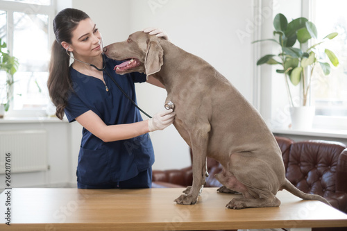 Veterinary surgeon and weimaraner dog at vet clinic © Nejron Photo