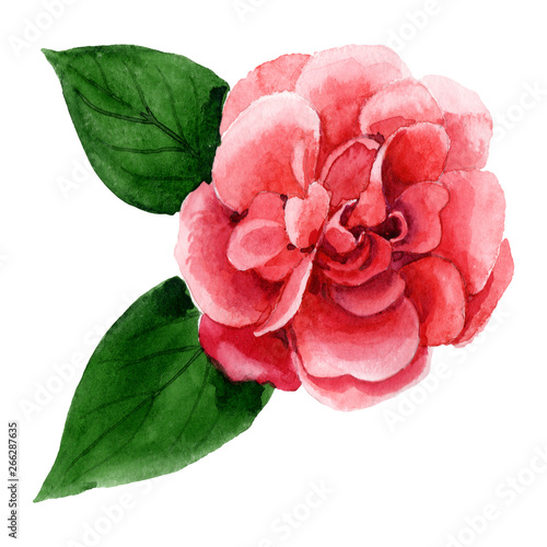Stampa su tela Pink camelia floral botanical flower