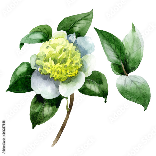 White camelia floral botanical flowers Fototapeta
