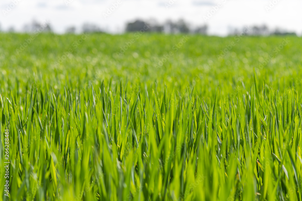 Wheat leaves in spring time.