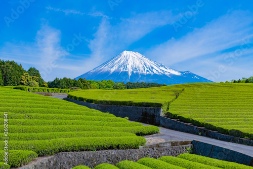 静岡県富士市 大淵笹場の茶畑 お茶まつり