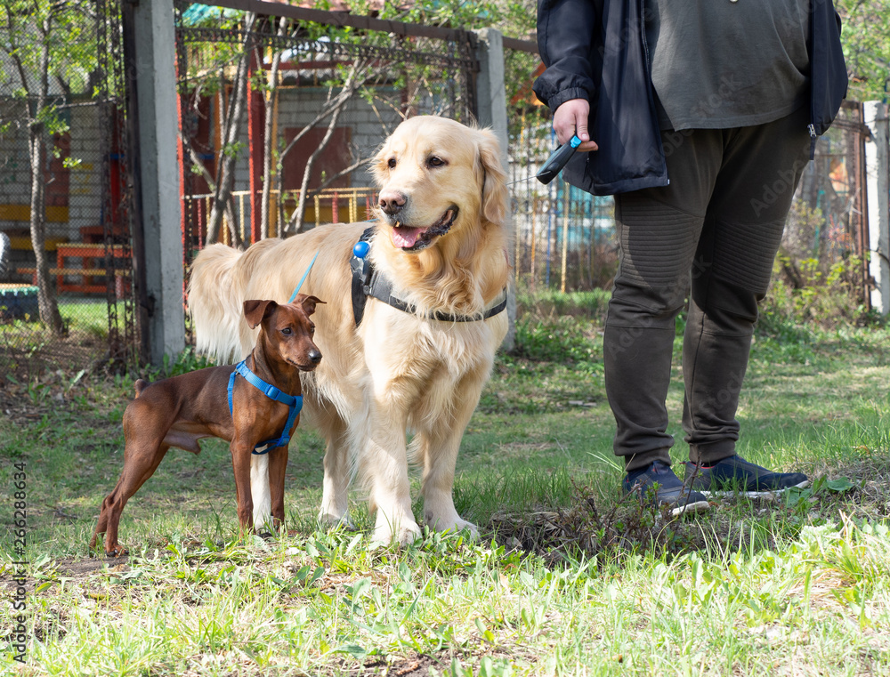 Golden pinscher hotsell