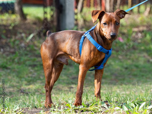 The dog walks in the summer. Red pinscher for a walk  on it a blue leash.