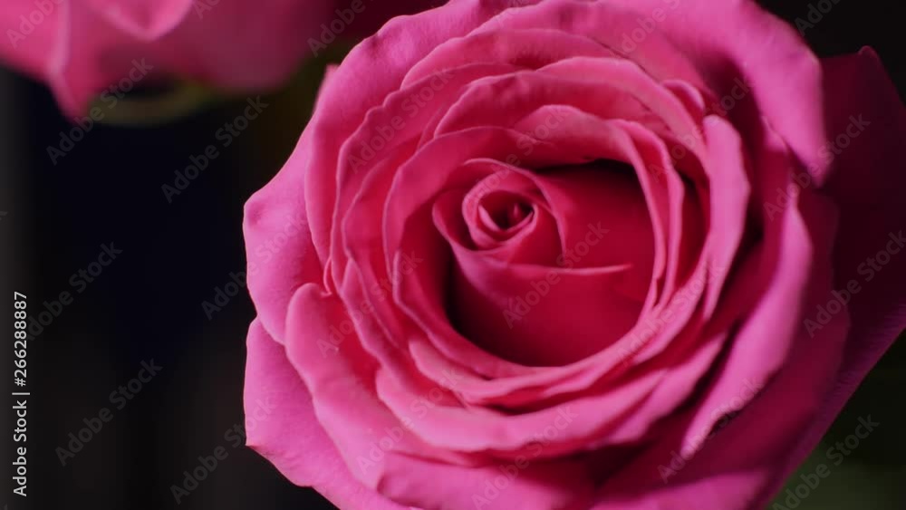 big pink rose Bud in macro big pink rose Bud in macro