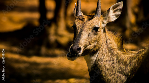 Photography wildlife photography, deer photography
