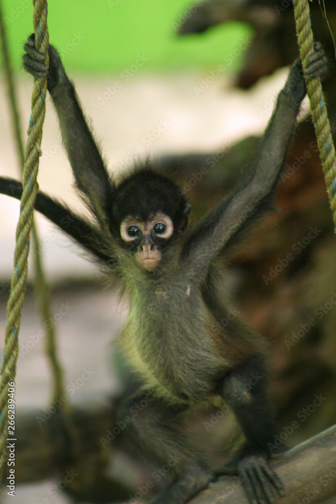 Baby Spider Monkeys are New World monkeys belonging to the genus Ateles