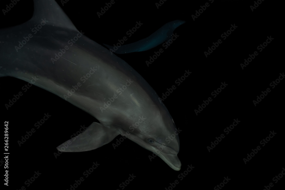 Obraz premium Dolphin swimming with divers in the Red Sea, Eilat Israel
