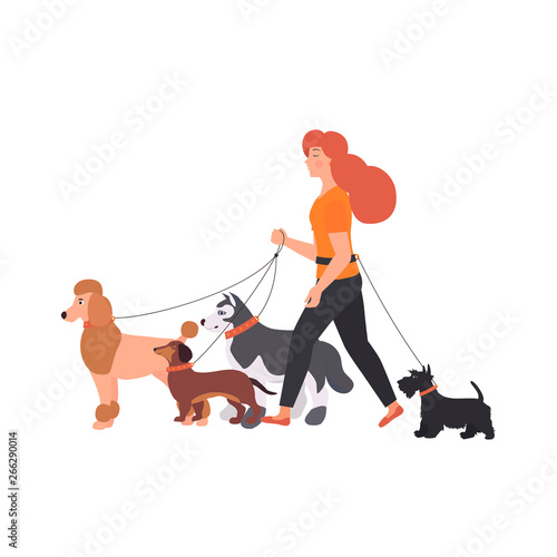 Young Woman walking with a dogs different breeds: terrier, poodle, dachshund, husky. Vector Illustration