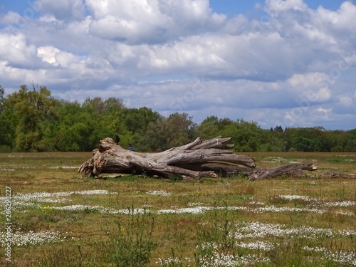 old fallen tree in a meadow at the  Mulde  in Eilenburg  with raven sitting on it