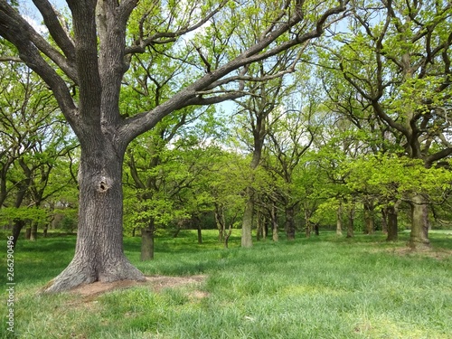 Meadow landscape at the 