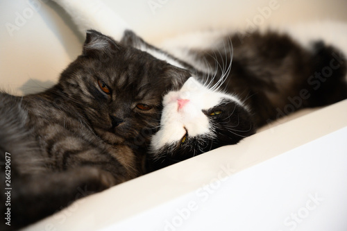 Couple of Scottish fold sleeping with love. So cute scottish fold cat. © migrean