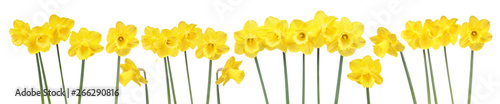 Fotografiet Spring flowers border with many blooming yellow daffodils isolated on white back