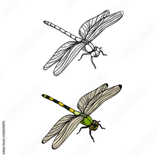 isolated, insect dragonfly, sketch, lines