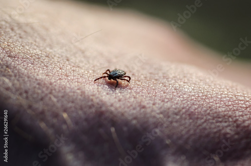 Tick insect parasite crawling on human skin. Hard tick (Ixodes) © GarkushaArt